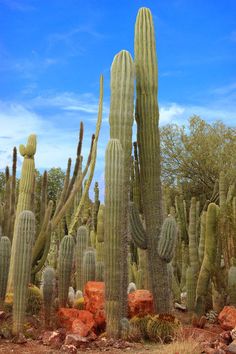 a large group of cactus plants in the desert