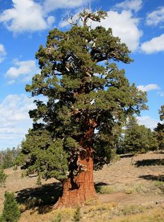 a large tree in the middle of a grassy area with blue sky and white clouds