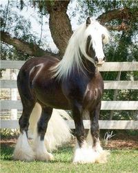 a brown and white horse standing next to a tree