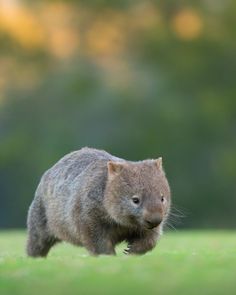 a small furry animal walking across a lush green field with trees in the back ground