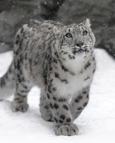 a snow leopard is walking through the snow