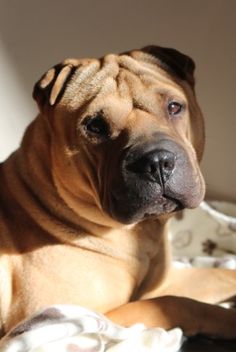 a large brown dog laying on top of a bed