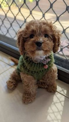 a small brown dog wearing a green sweater