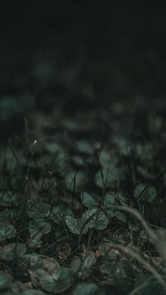 a small bird is sitting on the ground near some grass and leaves in the dark