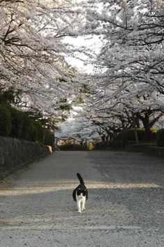 a black and white cat walking down a road with cherry blossom trees in the background