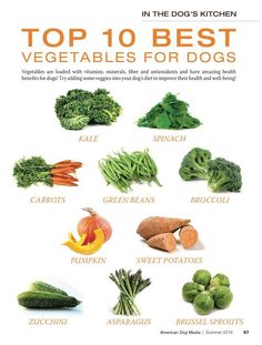 the american dog top 10 best veggies for dogs is shown in this book