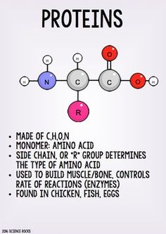 the diagram shows how many different types of proteins are made