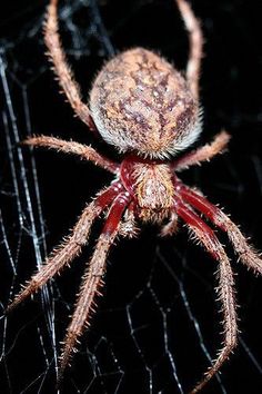 a large spider sitting on top of a web