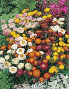 an assortment of colorful flowers in a garden next to a tree and shrubbery with white, red, yellow, and pink flowers