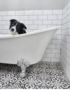 a black and white dog sitting in a bathtub