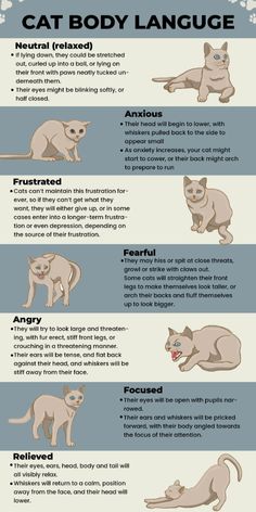 the different types of cats that can be seen in this info sheet, which includes information about