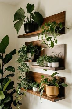 three wooden shelves holding plants and potted plants on top of them, along with two other planters