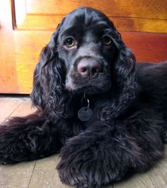 a close up of a dog laying on the ground near a door and looking at the camera