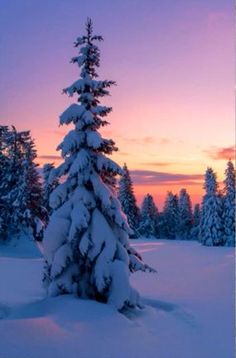 a snow covered pine tree with the sun setting in the distance behind it and pink sky