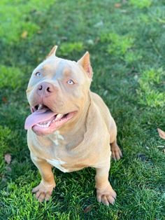 a dog sitting in the grass with its tongue out