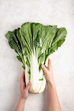 a person holding a head of lettuce on top of a white countertop