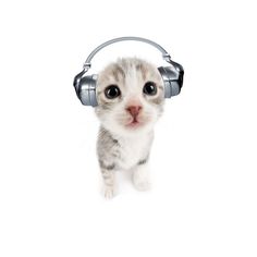 a kitten with headphones on it's ears is looking up at the camera