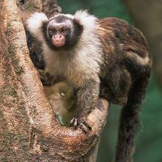 a monkey sitting on top of a tree branch next to another animal in the background