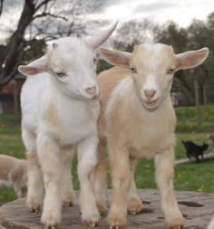 two baby goats standing next to each other