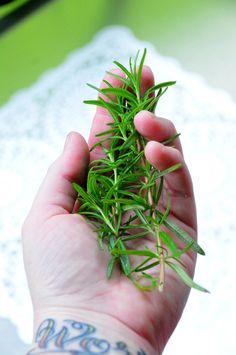 a person's hand holding some small green plants