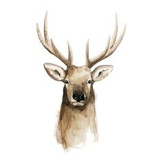 a watercolor painting of a deer's head with antlers