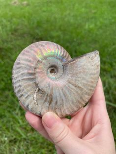 a person holding an ammonet shell in their hand