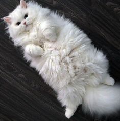 a fluffy white cat laying on top of a wooden floor next to a green frame