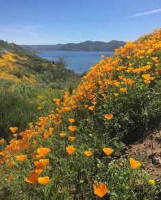 yellow flowers line the side of a hill near water