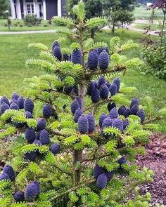 a small pine tree with lots of blue cones on it's branches in front of a house