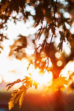 the sun shines brightly through some leaves