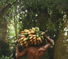 a man carrying bunches of bananas on his head in the jungle, with trees behind him