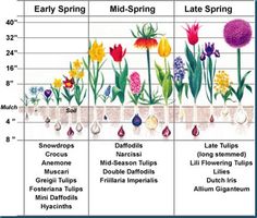 an image of flowers in the spring and late spring months with their corresponding names on it