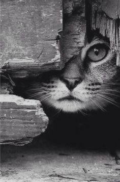 a black and white photo of a cat peeking out from behind a wooden door frame