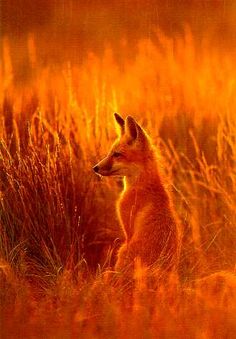 a small fox sitting in the middle of a grassy field at sunset, looking off into the distance