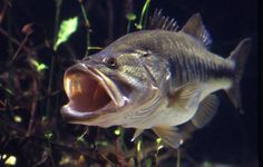 a close up of a fish with its mouth open