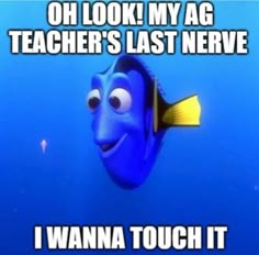 an image of a blue fish with caption that says, oh look my ag teachers last nerve i wanna touch it