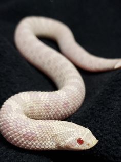 a white snake laying on top of a black blanket