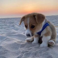 a small brown and white dog sitting in the sand