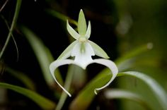 a white flower with green leaves in the background