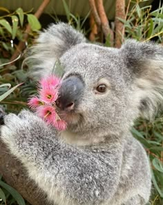 a koala holding onto a pink flower in its mouth