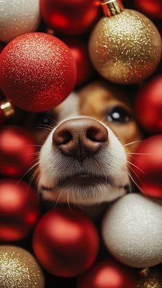 An adorable dog peeks out from vibrant red and gold Christmas ornaments, adding playfulness and coziness to the festive decor. These sweet pet moments make the holiday atmosphere even warmer. Add a touch of joy and beauty to your feed with this charming holiday shot!  #HolidayCharm #ChristmasDog #FestiveDecor #Ornaments #HolidaySpirit #ChristmasDecor #PetMoments #DogsAndHolidays #WinterMagic Puppies At Christmas, Christmas Dogs Wallpapers, Dog Holiday Photoshoot, Christmas Dog Photoshoot, Holiday Pet Photography, Holiday Dog Photos, Dog Christmas Photos, Dog Christmas Pictures