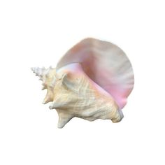 a close up of a shell on a white background