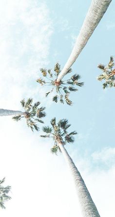 looking up at palm trees in the sky