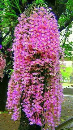 purple flowers growing on the side of a tree