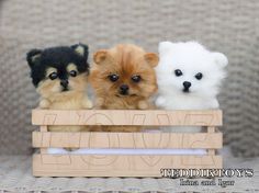 three small dogs sitting in a wooden crate