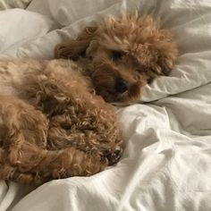 a brown dog laying on top of a bed covered in white sheets and blankets with his head resting on the pillow