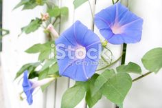 blue flowers growing on the side of a building