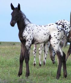 three black and white horses standing in the grass