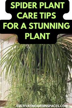 spider plant care tips for a stunning plant