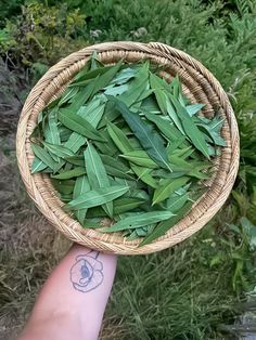 a person holding a wicker basket filled with green leaves